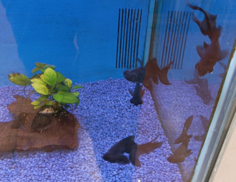 Jet black fish