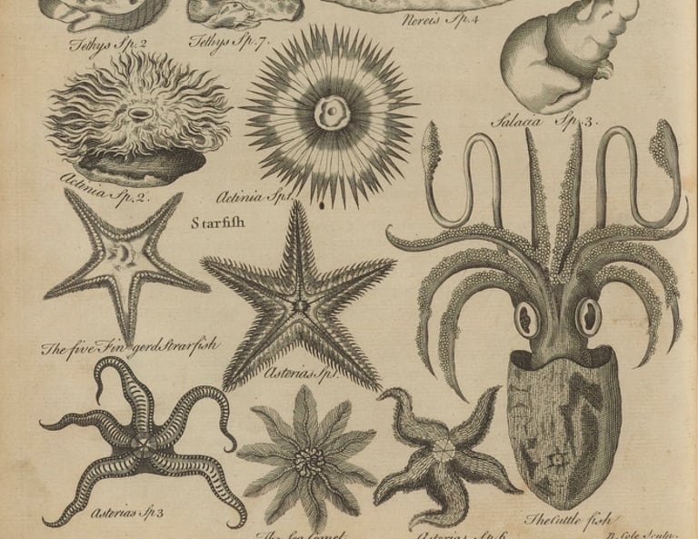 Creatures of the sea