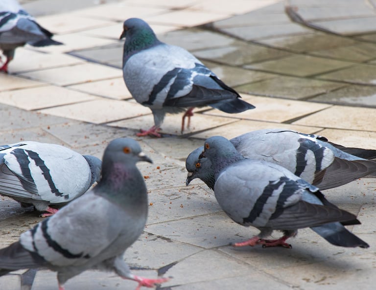 Société de dépigeonnage à Valence