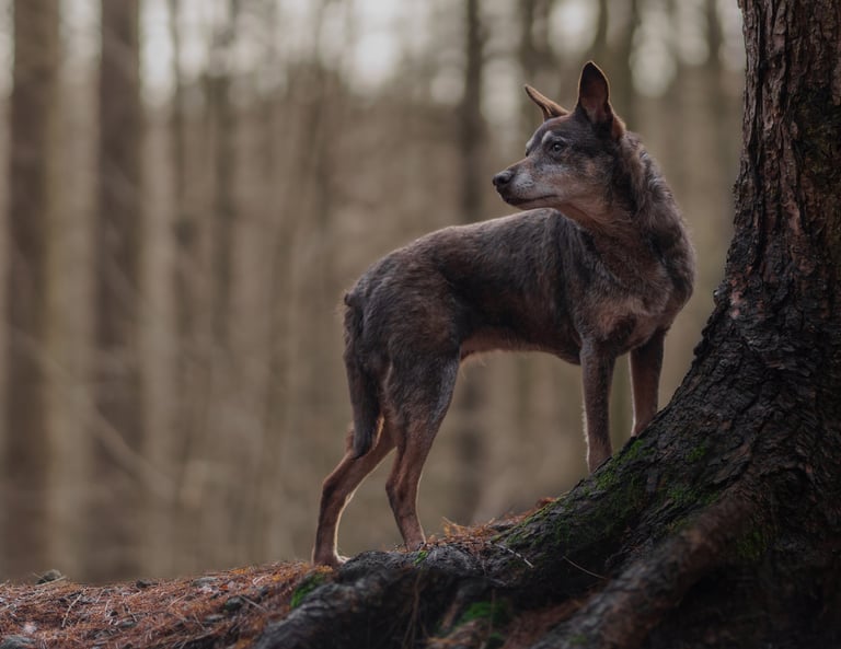 A dog standing on a mossy tree root in a foggyk forest,moody pet photography in wakefield