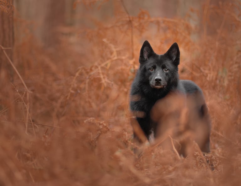 A black German Shepherd standing in a field of orange moody pet photography in Wakefield