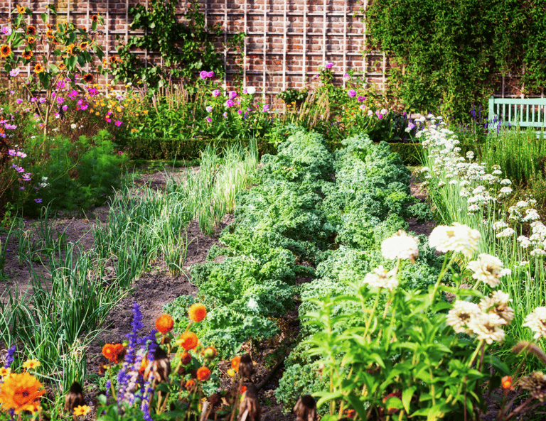 A French potager  using raised beds blends beauty and productivity
