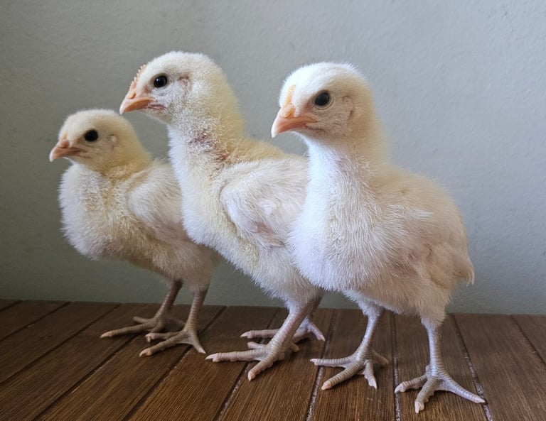3 bresse chicks with blue legs
