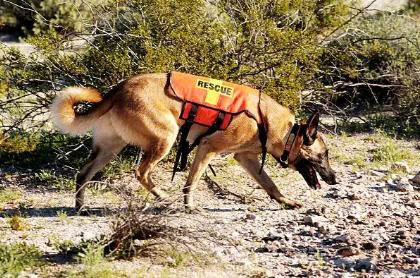 locate missing person in Vietnam