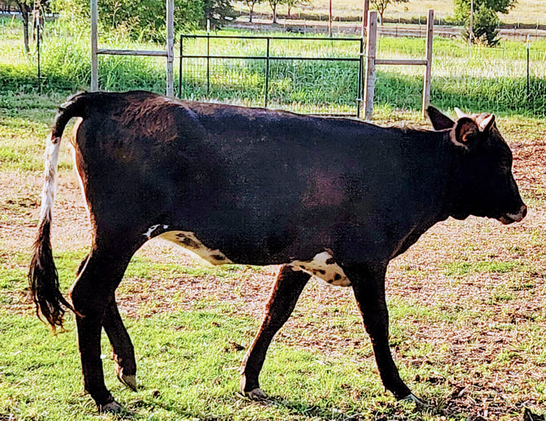 MIniature longhorn heifer for show