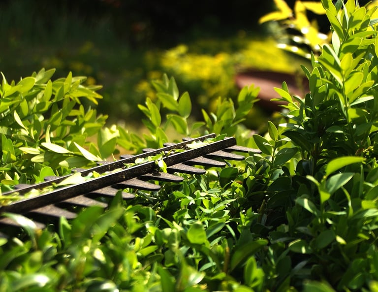 Seasonal Hedge cutting Grounds maintenance work in Bridgwater Somerset UK