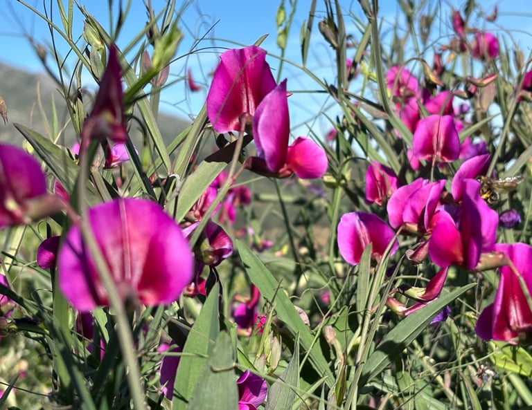 fresh purple flowers in the mountains