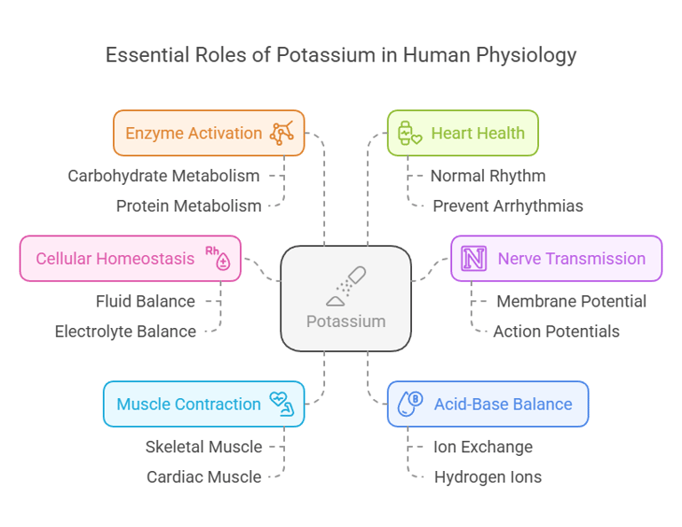 Role of potassium in human physiology
