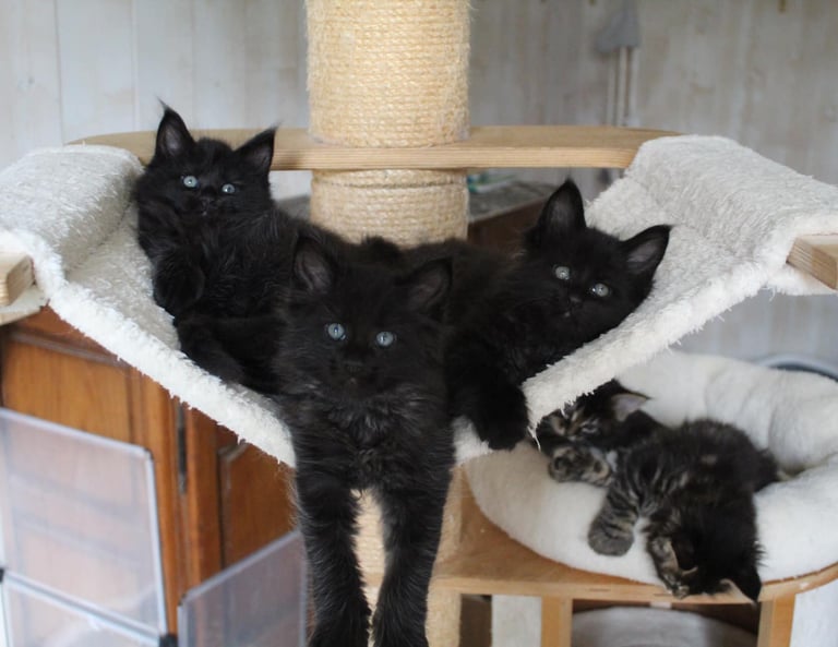 three black cats are sitting on a cat tree 3 maines coons kittens