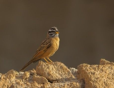Kaneelspie met een gestreepte kop zittend op een rotsachtige ondergrond.