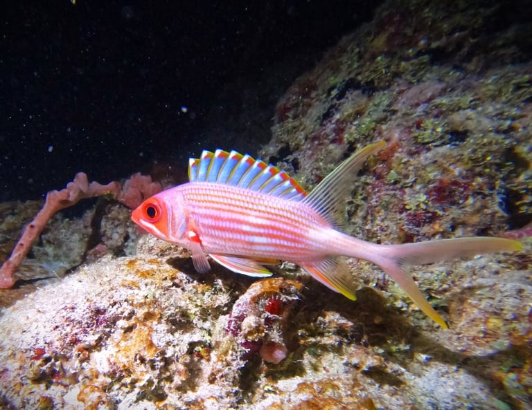 Longspine squirrelfish displaying its impressive, brightly tipped dorsal spines