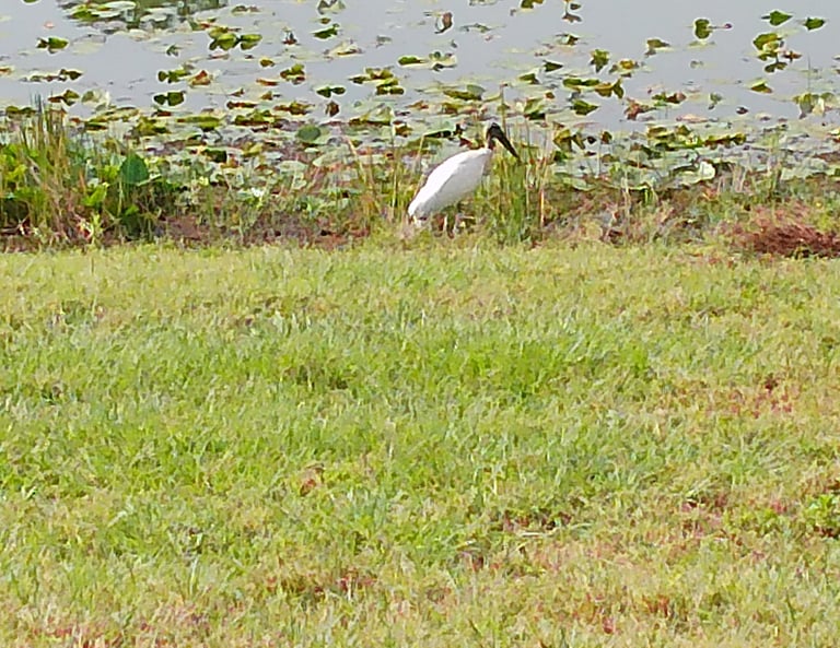 Woodstork