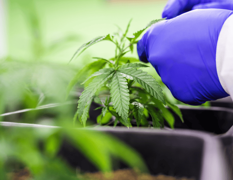 a person in a blue gloved gloved hand holding a marijuana plant