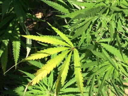 Joy of Life Clinic - Medical Marijuana