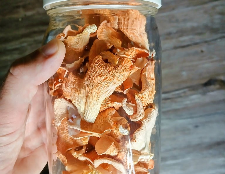 pink oyster mushrooms in a mason jar after being dried and ready to be stored
