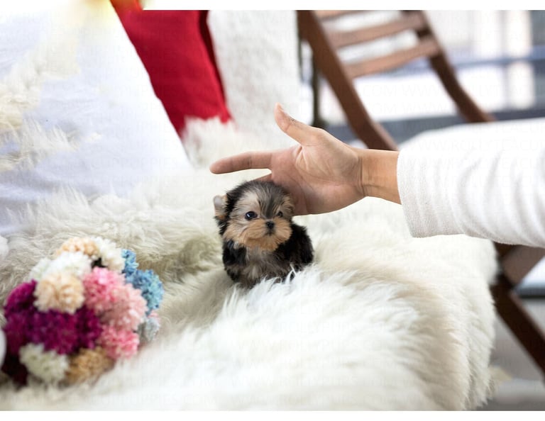 Teacup Yorkies for Sale
