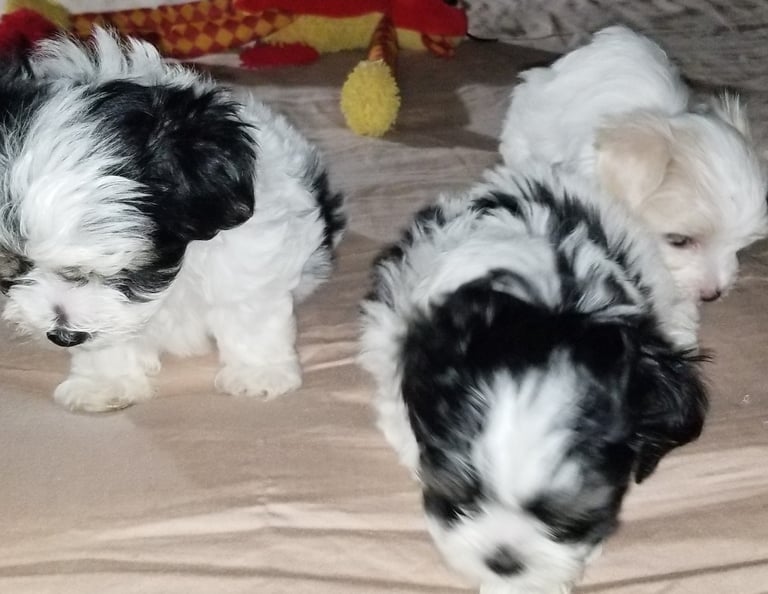 two Mal-Shi and 1 Maltese Puppy in a group