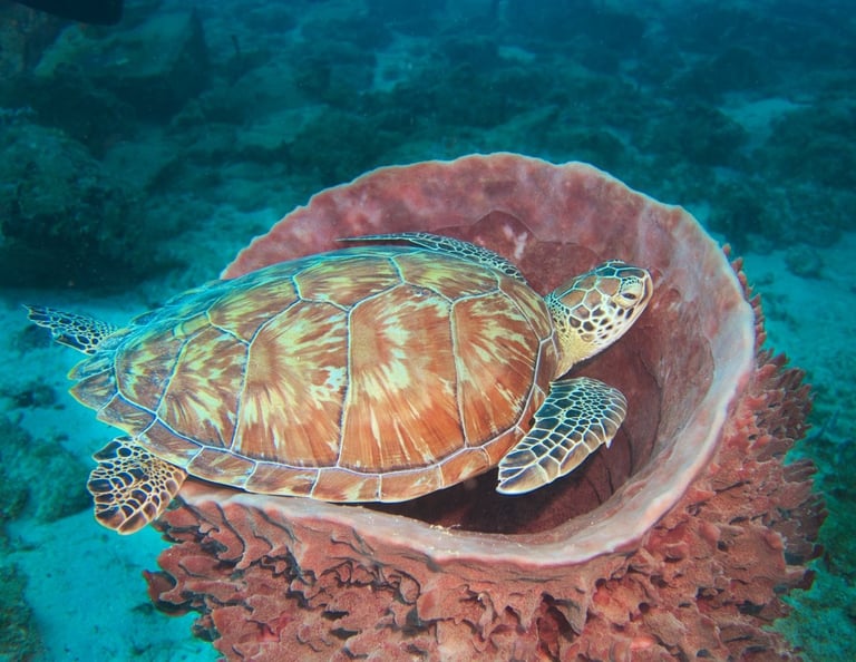 Green sea tutrtle resting on a giant barrel sponge