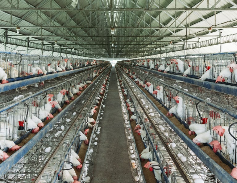 sanidade-avicola-monitoramento