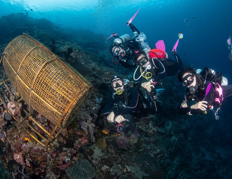 Scuba divers exploring a vibrant coral reef near a large bamboo fish trap underwater.