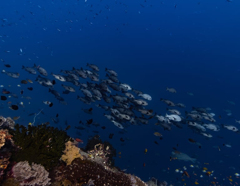 A large school of silver fish swimming over a vibrant coral reef in clear blue ocean water.