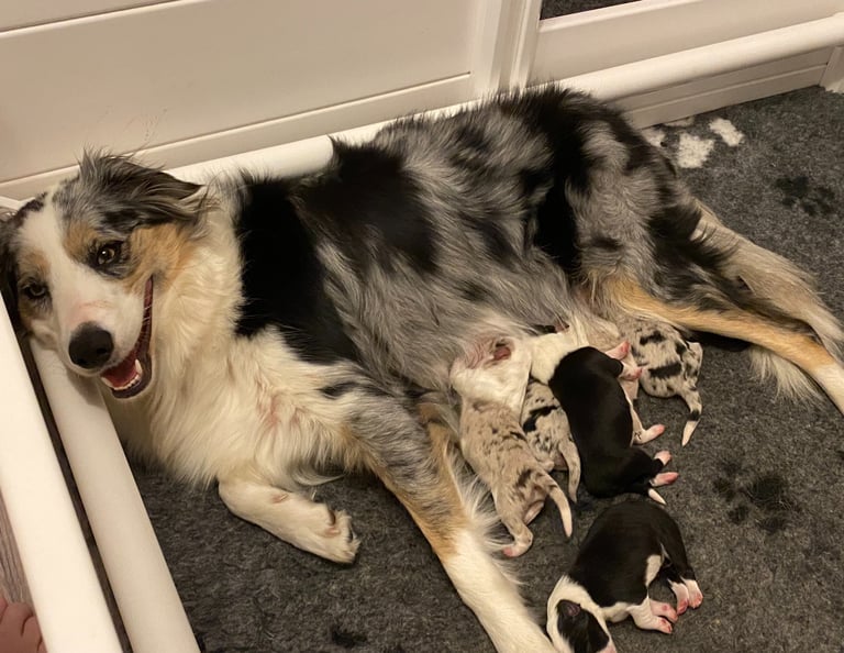 Border Collie Puppies 