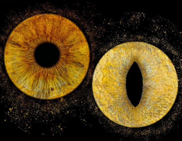 photo iris chat bordeaux