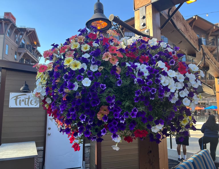 dog friendly travel northstar lake tahoe
