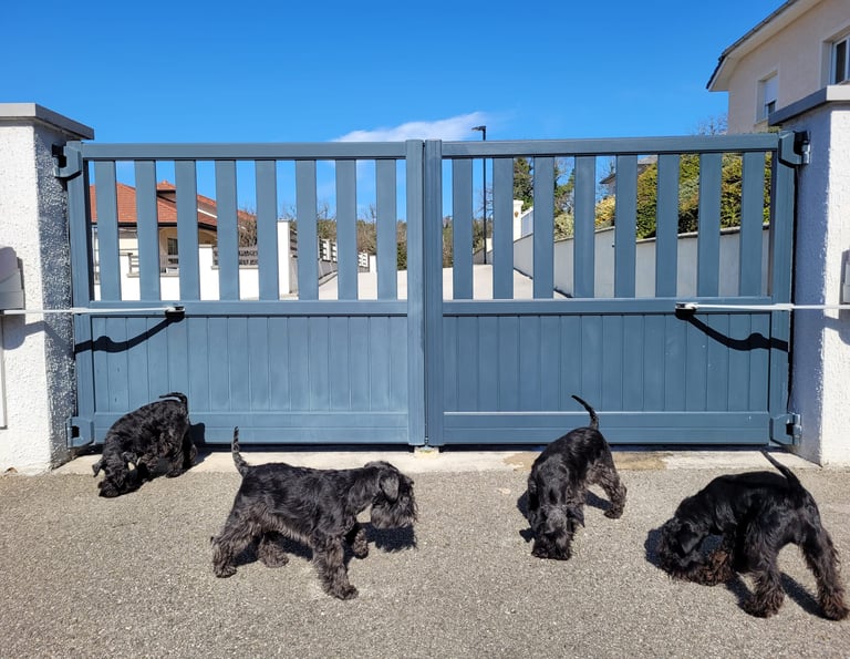 Portail élevage des Diamants Noirs d'Also