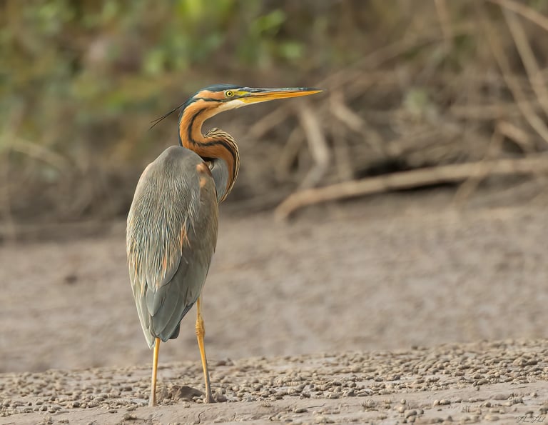 Purple Heron in Gambia
