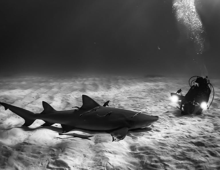 tiger shark approaches diver at Tiger Beach, Bahamas – underwater photo by Shawn Murphy