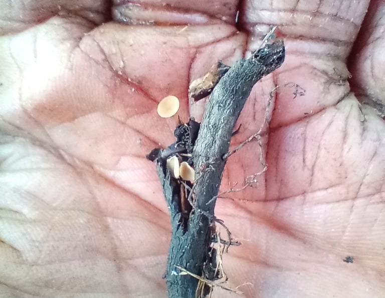 a twig with small white fungi sits in the palm of a hand