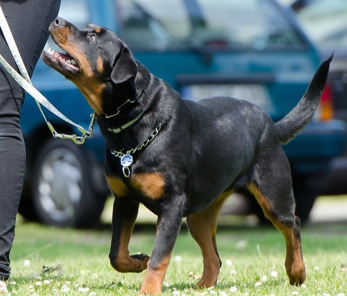 Školica za pse, Zagrebački duhek