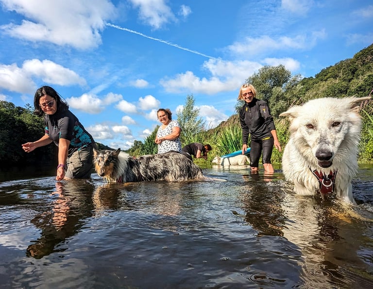Une séance d'aqua school avec des chiens et leurs humains dans une rivière