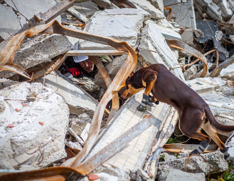 Un chien de sauvetage qui indique la présence d'une victime ensevellie dans les décombres