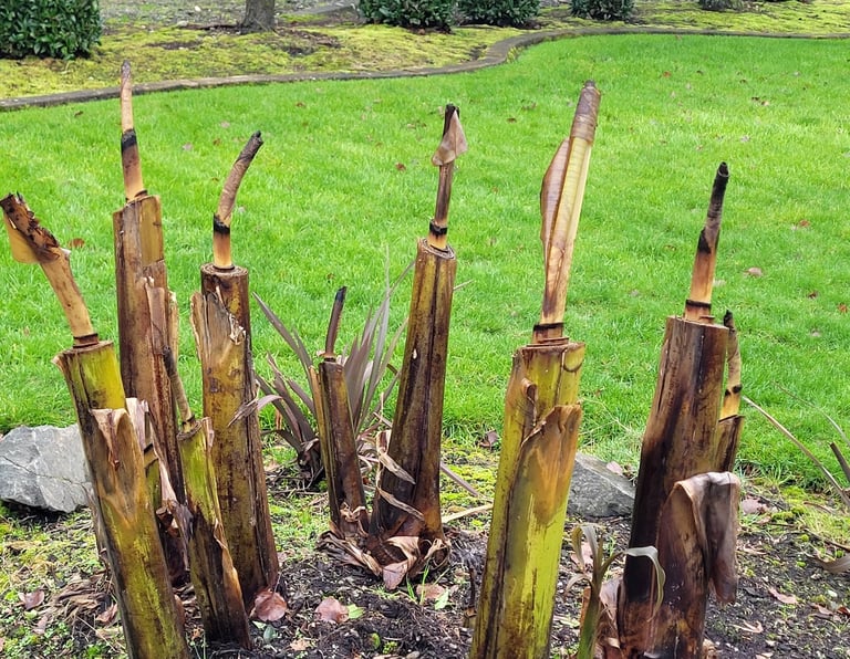 banana palms cut to early, before the first solid freeze