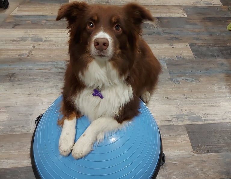 dog on exercise equipment