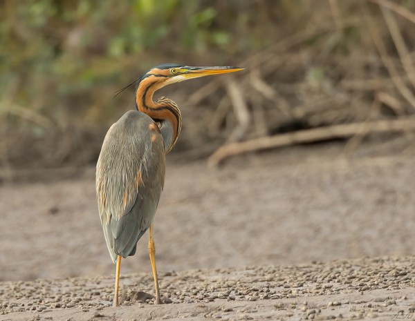 Purperreiger in natuurlijke habitat in Gambia tijdens vogelspotexcursie