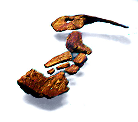 Tiktaalik_limb , https://commons.wikimedia.org/w/index.php?curid=794134