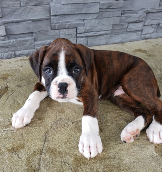 Brindle Boxer puppies for sale