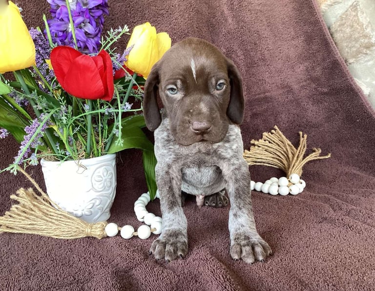 German Shorthaired Pointer Puppies for Sale