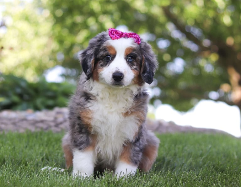 Australian Mountain Doodle Puppies for Sale