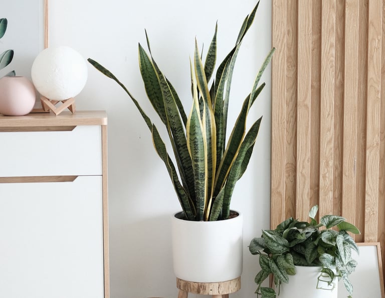 Circulation fluide dans un intérieur pensé pour les usages réels