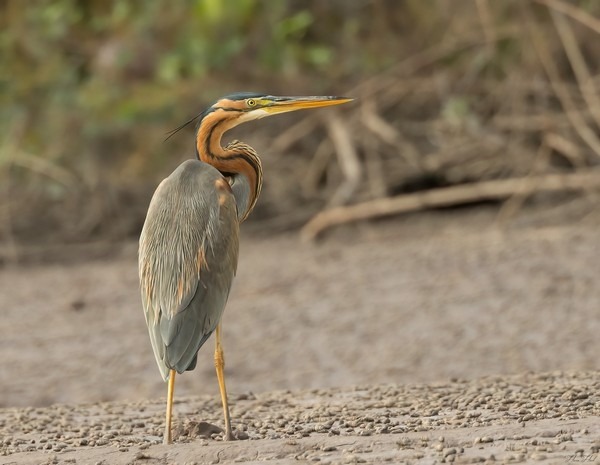 Purple Heron standing along a sandy riverbank in The Gambia