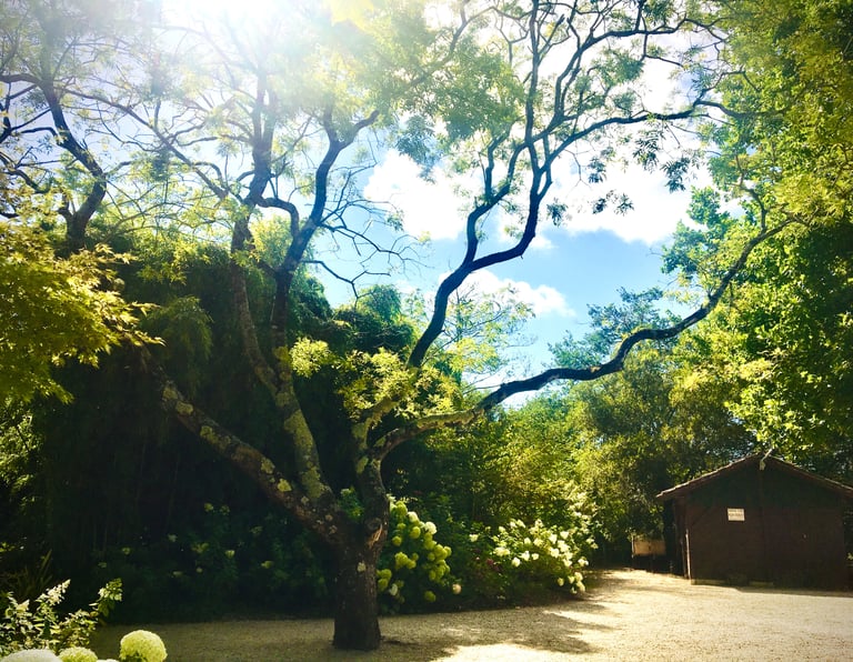 nature; Drôme; naturopathie; Julie Muguet; bilan; santé; bien être; méditation