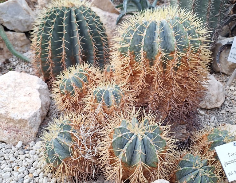multiple round cacti