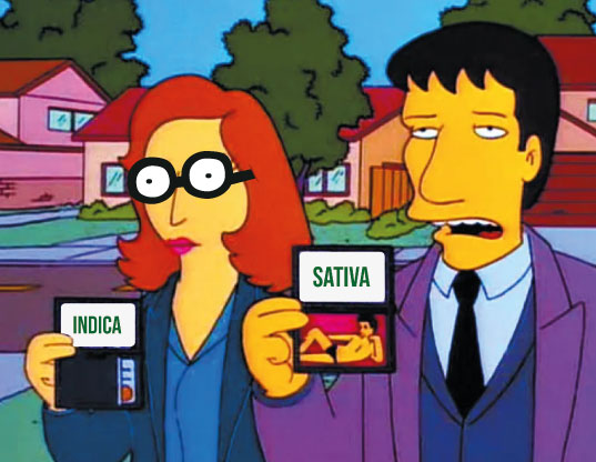 Dana Skully y Fox Mulder en Los Simpsons sosteniendo sus identificaciones: índica y sativa.