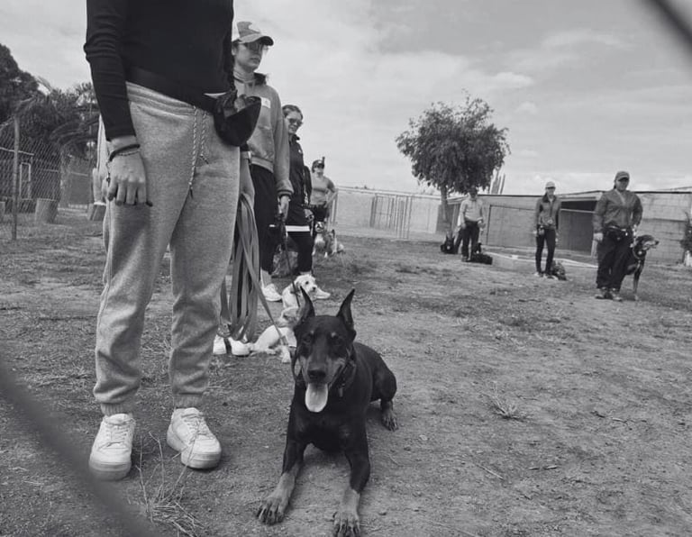 Club de trabajo canino durante una clase grupal para graduados de Dog Mom en San Luis Potosí