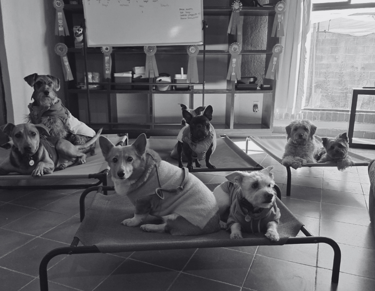 Guarderia canina en San Luis Potosí