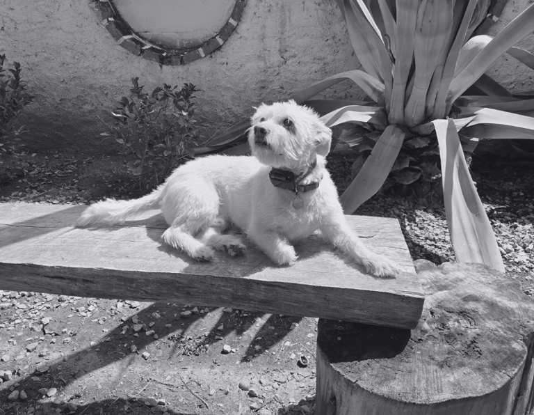 Perro pequeño y blanco sentado sobre una banca de madera mientras usa su ecollar 